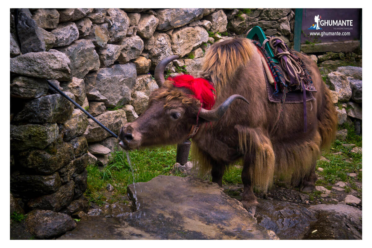 Yak quenching its thirst