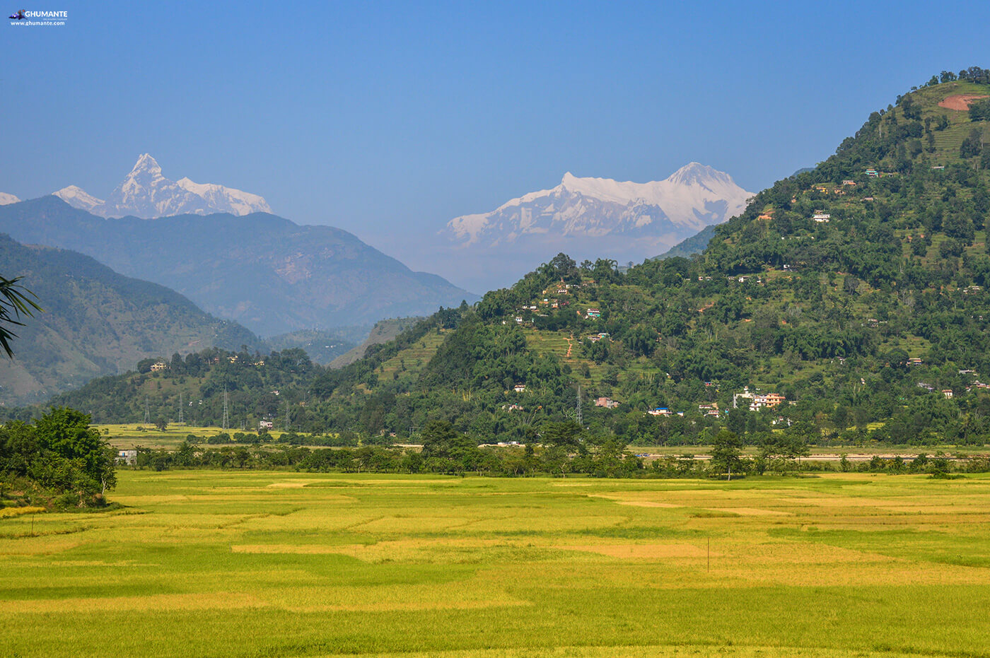 Paddy fields of Amale village, with Machhapuchre , Annapurna Range