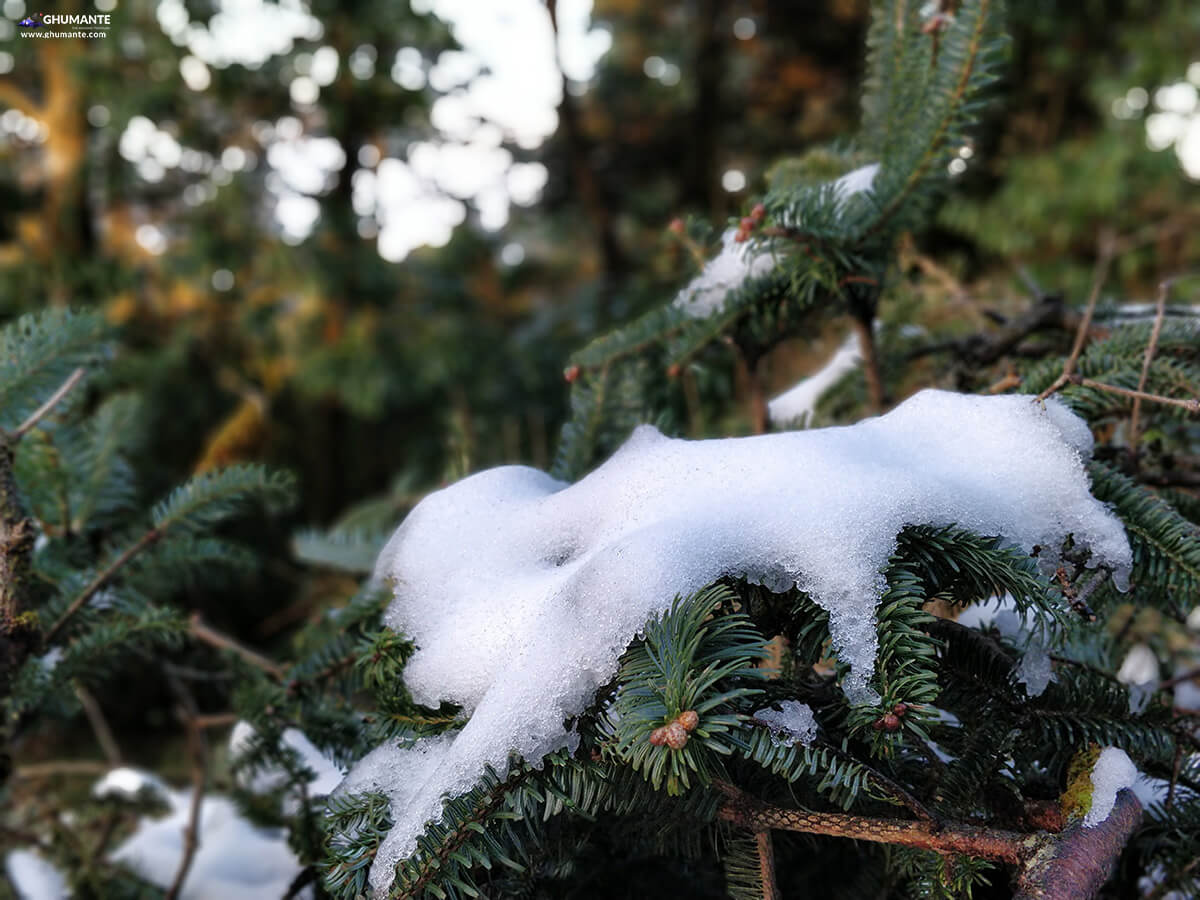 Snow gathered on coniferous branches.